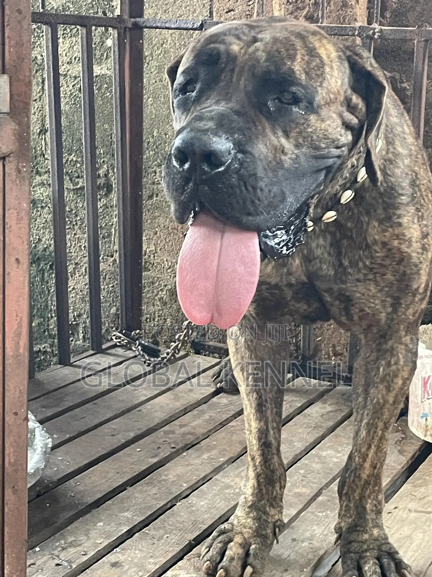 3-6 months Female Purebred Boerboel