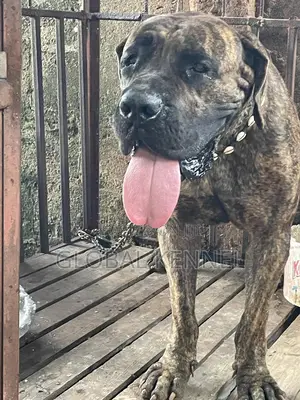 3-6 months Female Purebred Boerboel