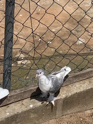Photo - Silver Colored Lahore Pigeons