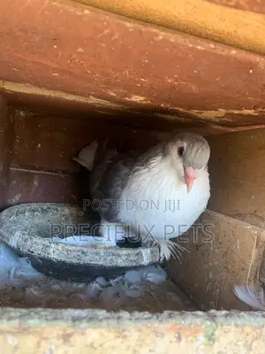Silver Colored Lahore Pigeons