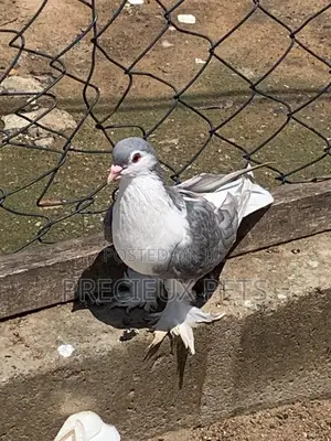 Silver Colored Lahore Pigeons