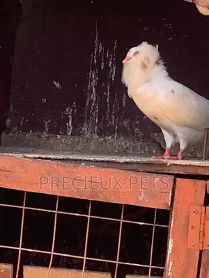 Mixed Colored Jacobin Pigeons