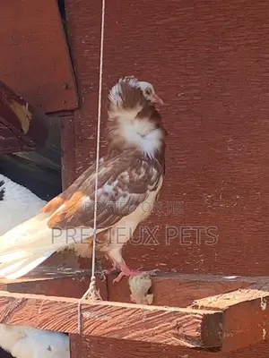 Mixed Colored Jacobin Pigeons