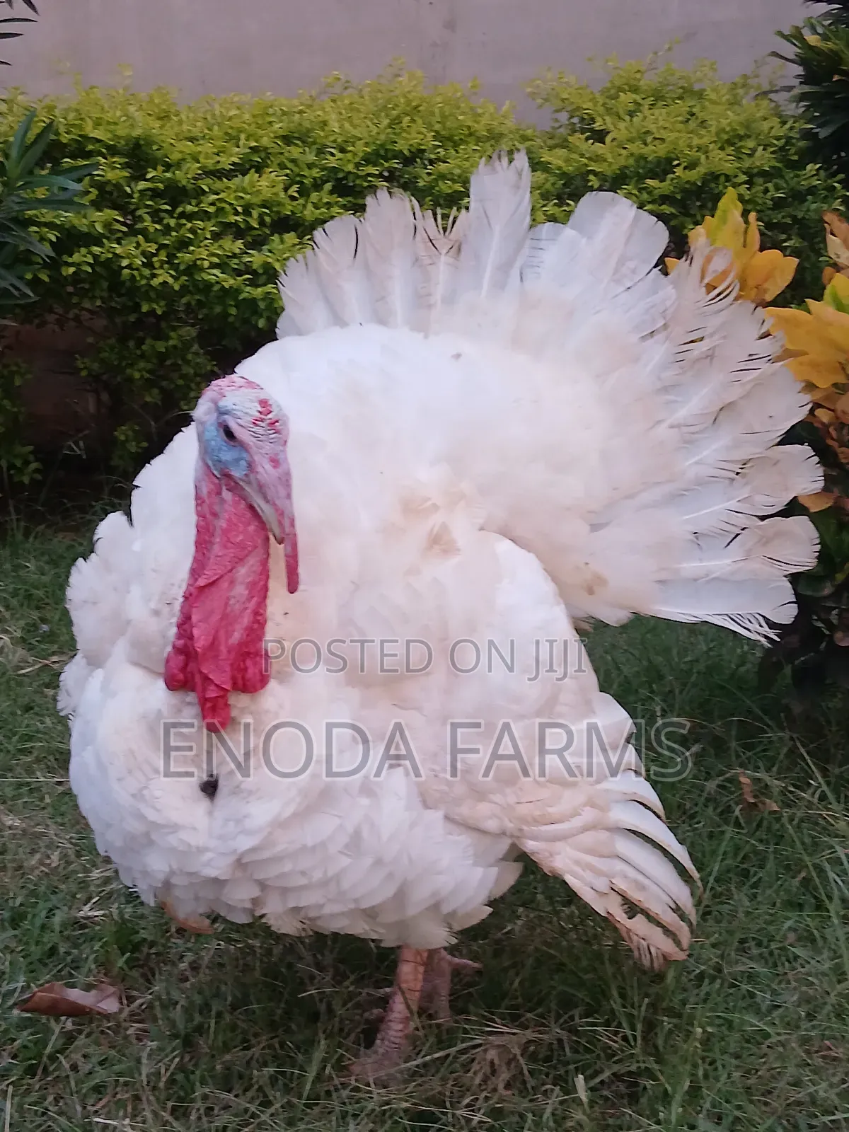 Hybrid Male Turkeys for Sale