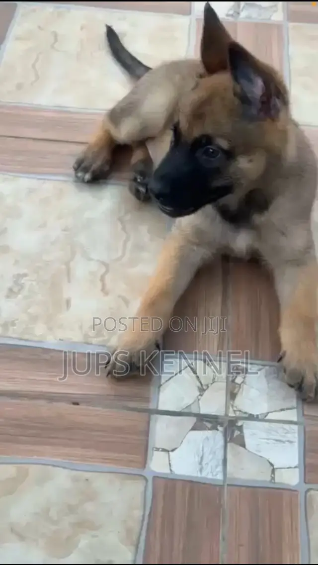 1-3 months Female Purebred Belgian Malinois