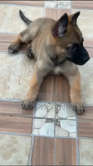 1-3 months Female Purebred Belgian Malinois