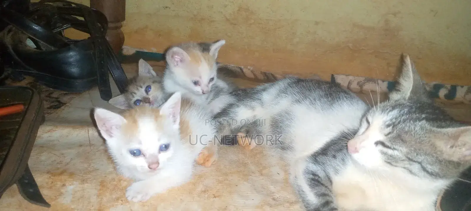 0-1 month Female Mixed Breed Local