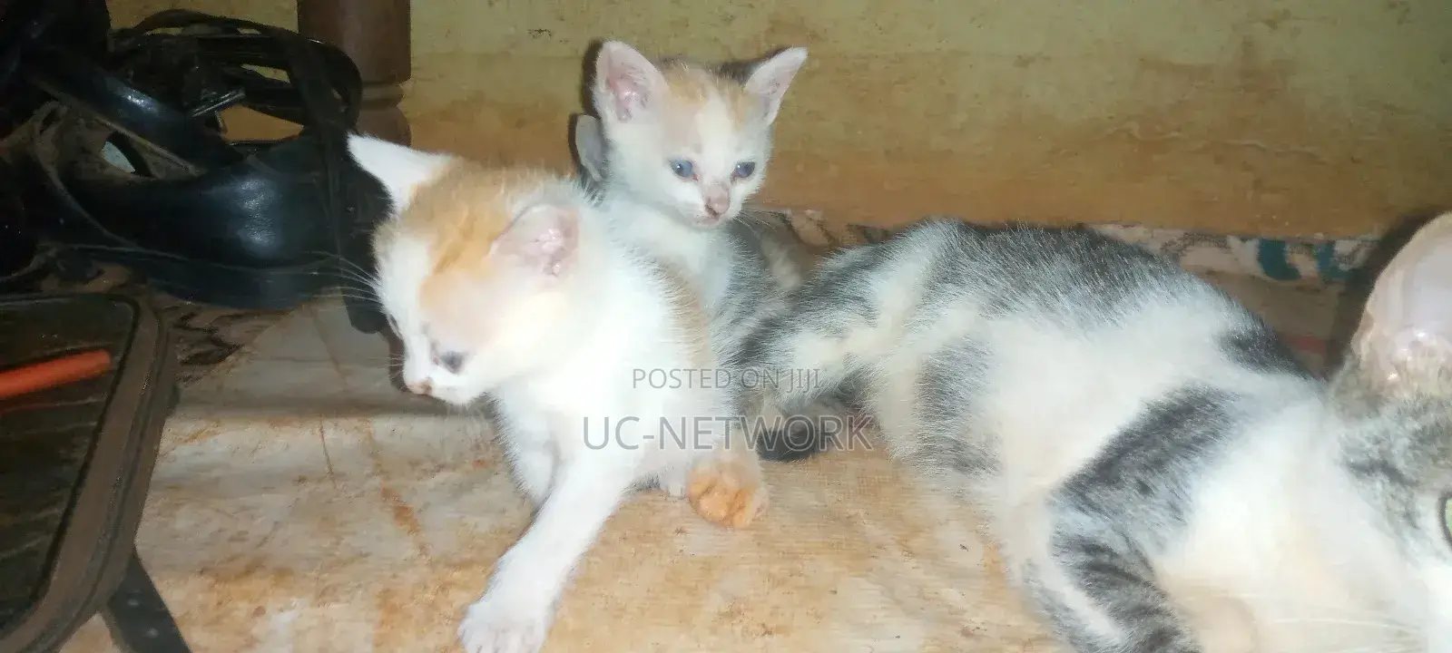 0-1 month Female Mixed Breed Local