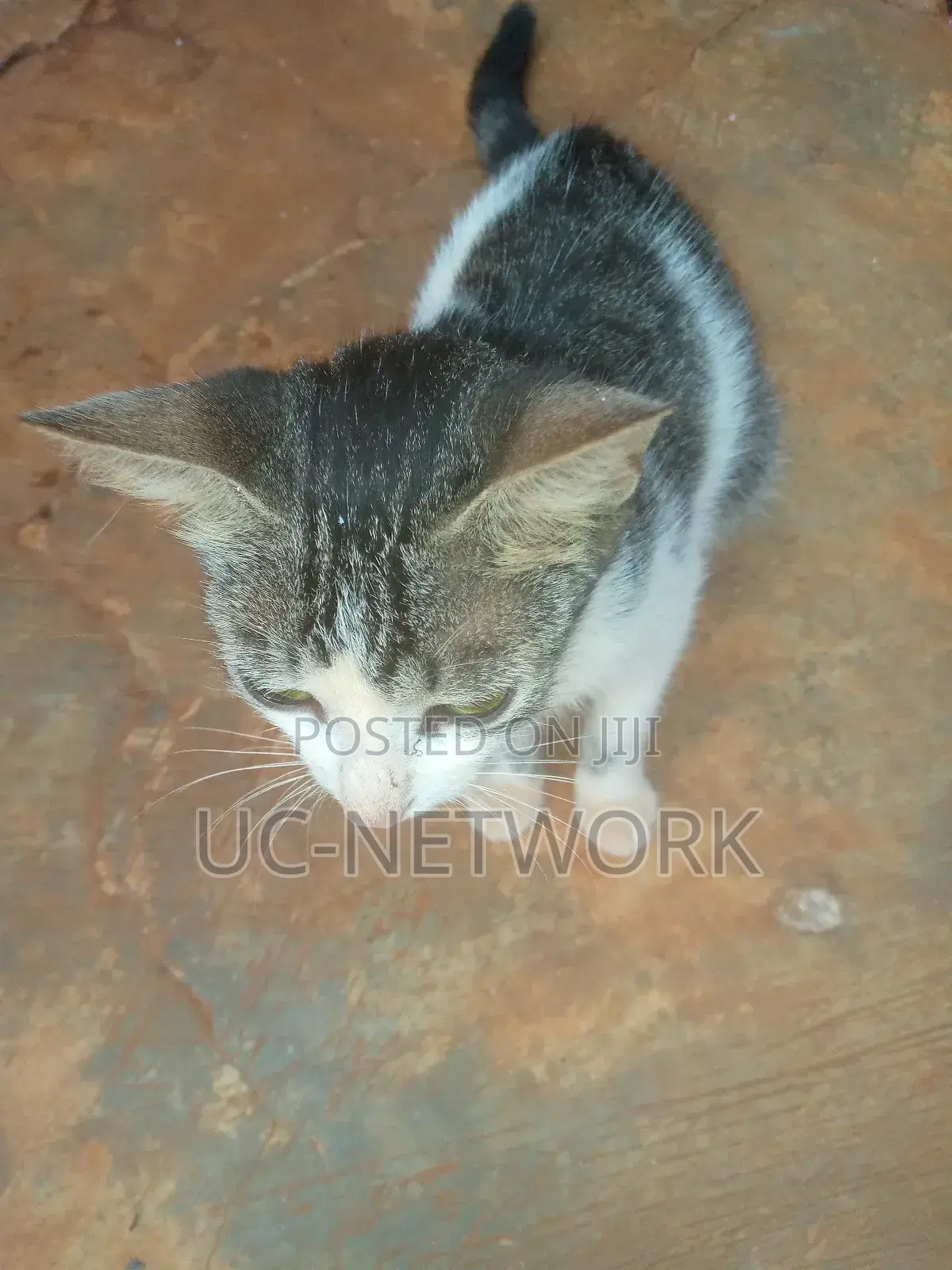 0-1 month Female Mixed Breed Local