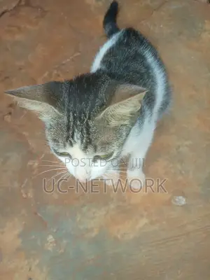0-1 month Female Mixed Breed Local