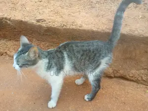 0-1 month Female Mixed Breed Local