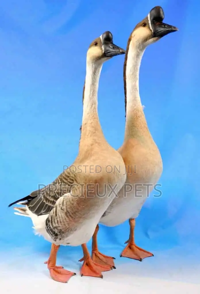 Purebred Chinese Geese (Paired)