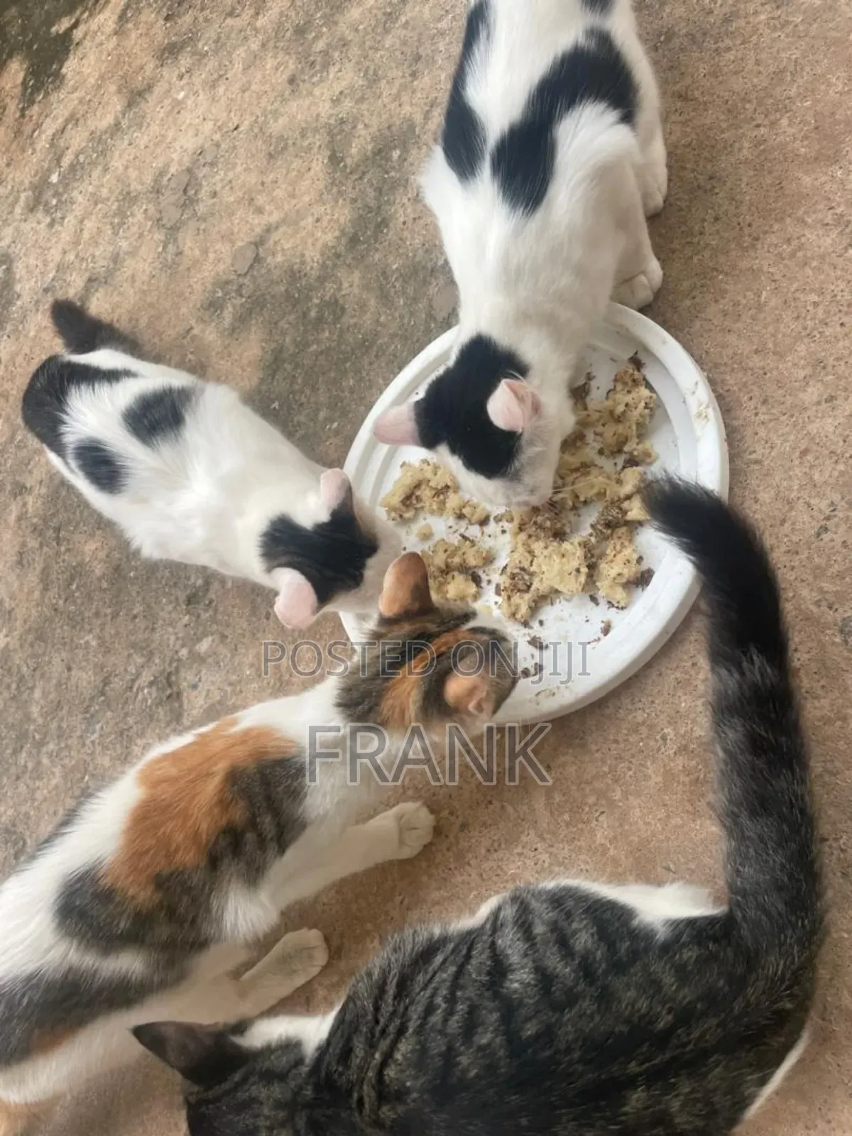 3-6 months Male Mixed Breed Persian