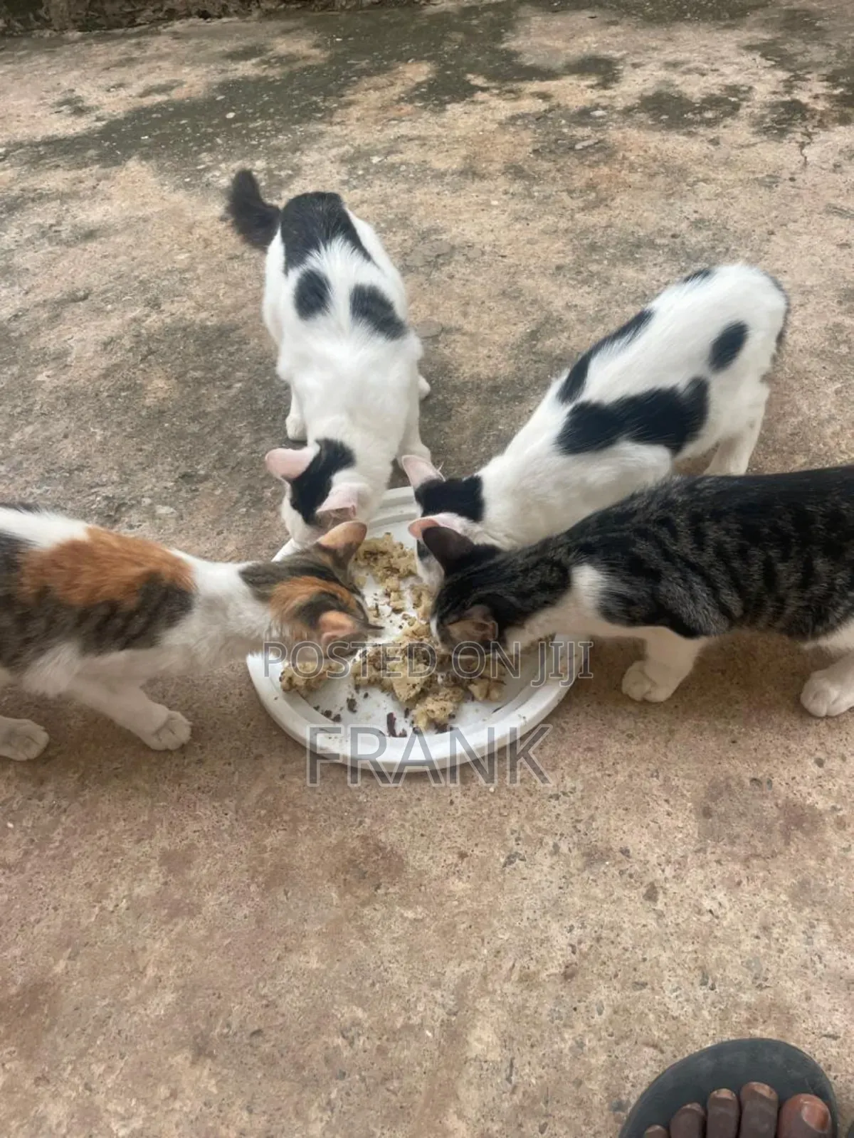 3-6 months Male Mixed Breed Persian
