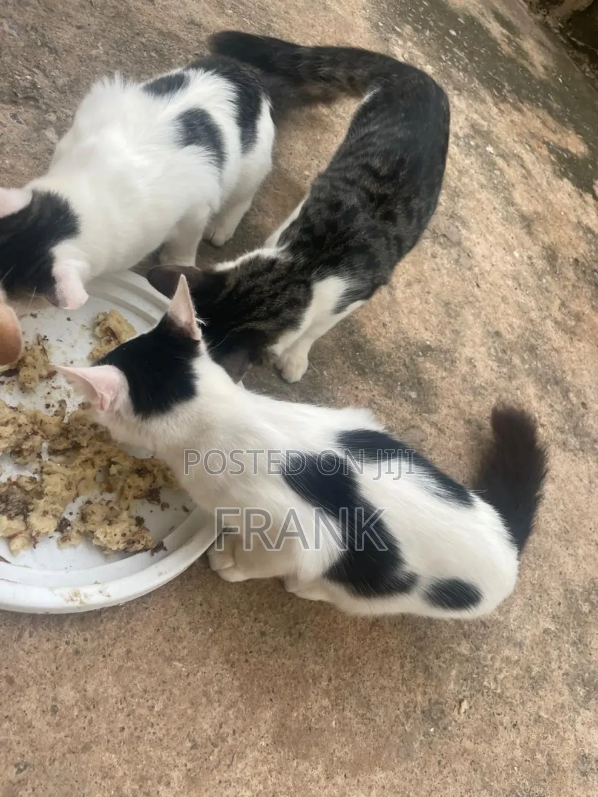 3-6 months Male Mixed Breed Persian
