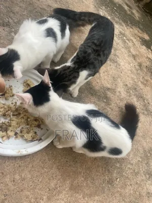 3-6 months Male Mixed Breed Persian