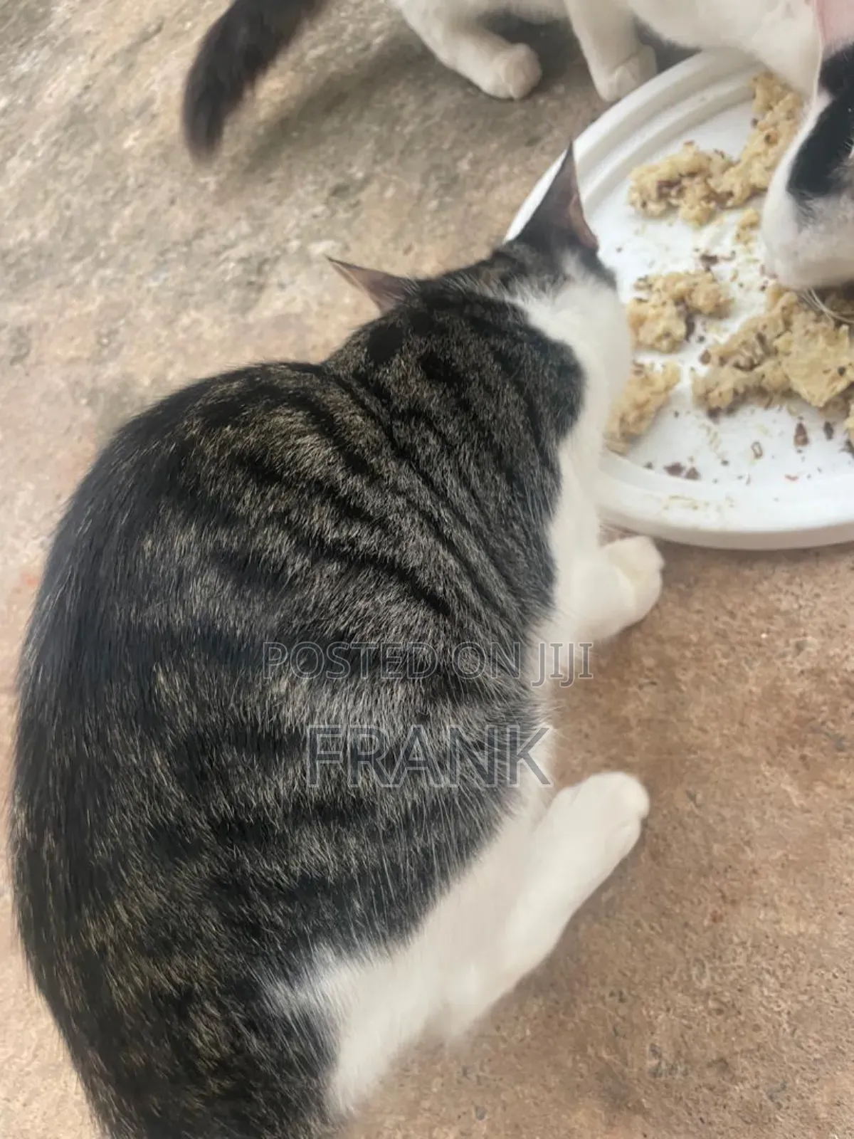 3-6 months Male Mixed Breed Persian