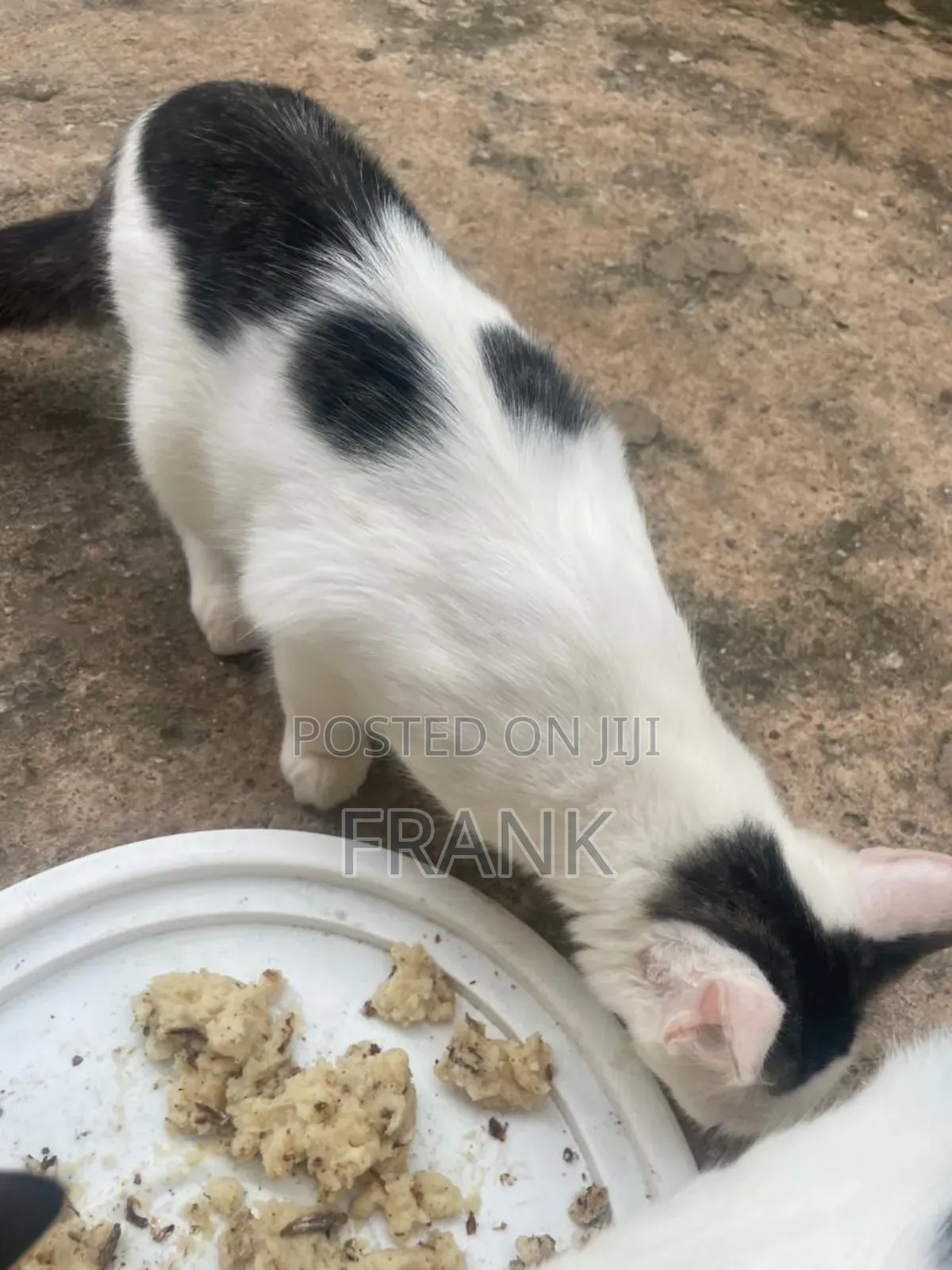 3-6 months Male Mixed Breed Persian