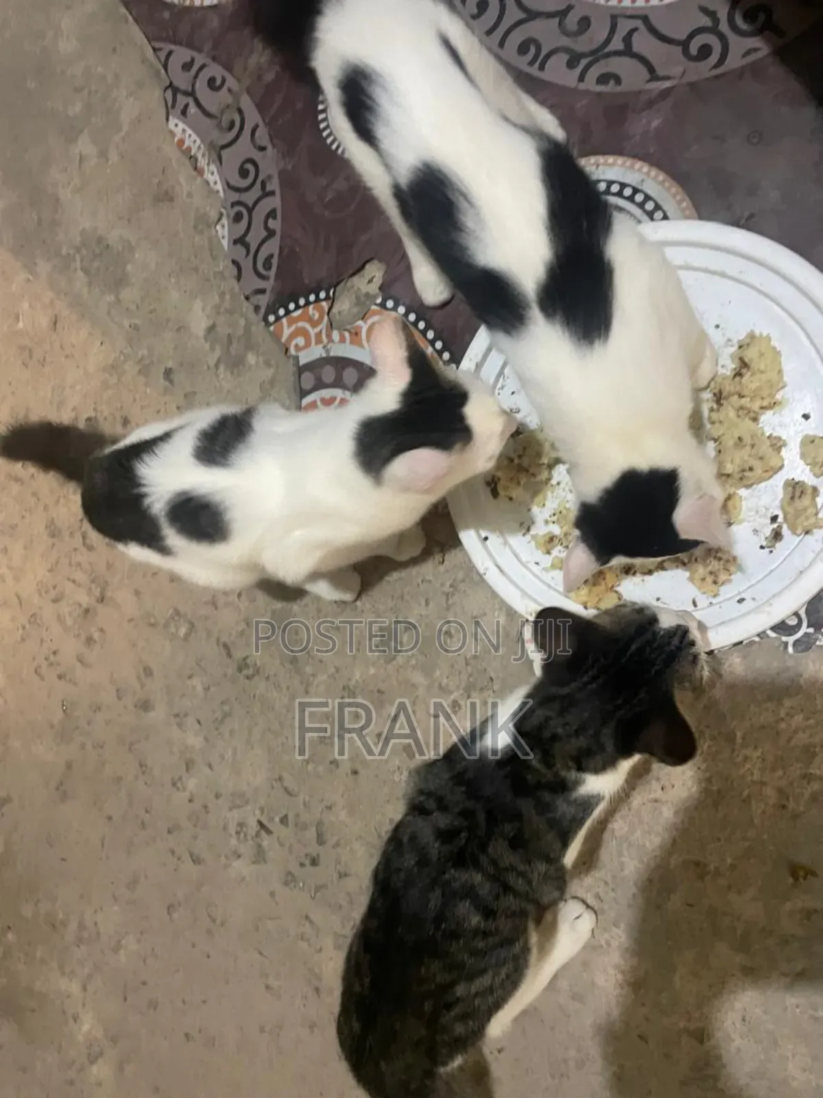 3-6 months Male Mixed Breed Persian