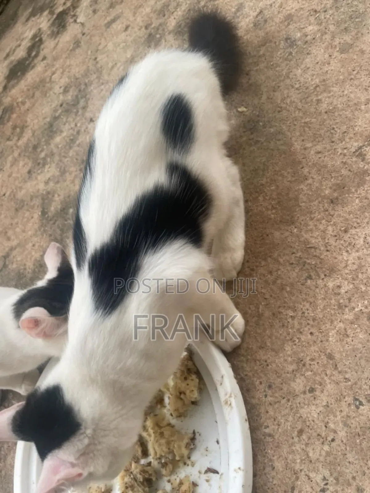 3-6 months Male Mixed Breed Persian