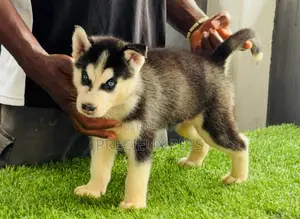 1-3 months Male Purebred Siberian Husky