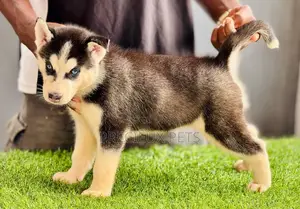 1-3 months Male Purebred Siberian Husky
