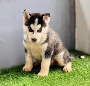 1-3 months Male Purebred Siberian Husky