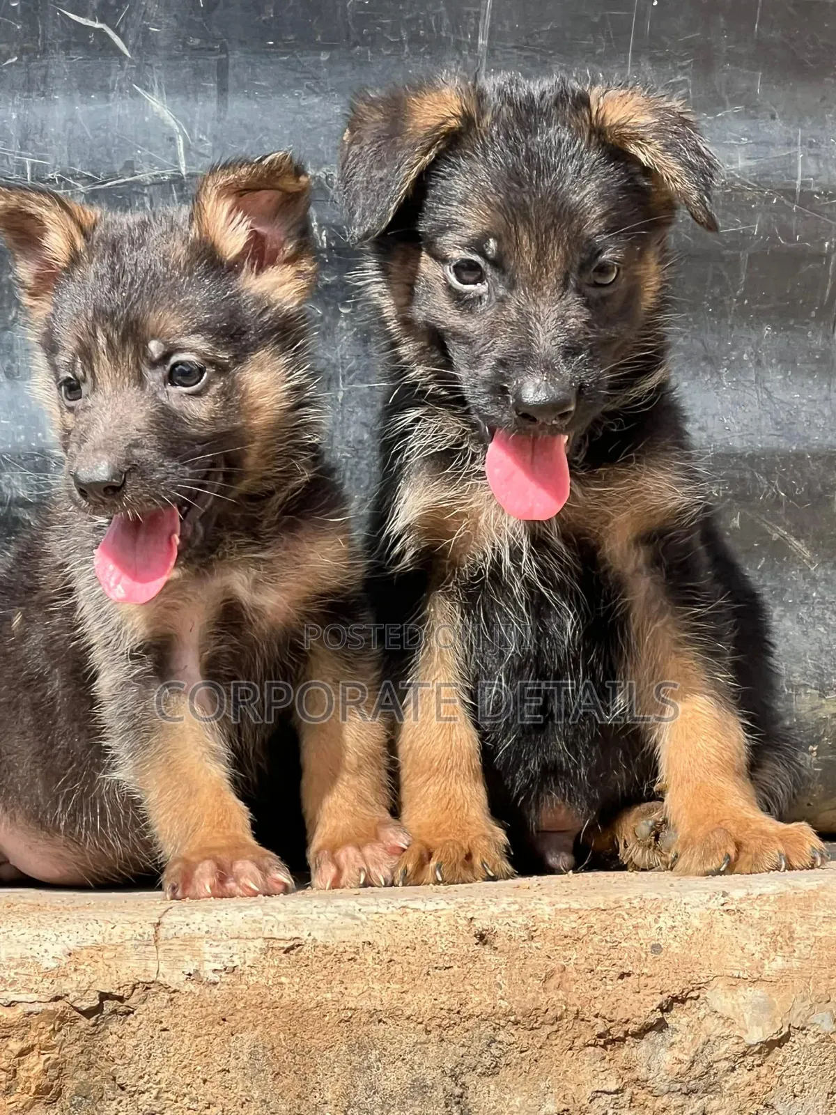 1-3 months Male Purebred German Shepherd