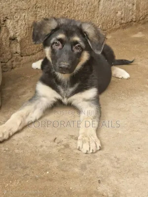 1-3 months Male Purebred German Shepherd
