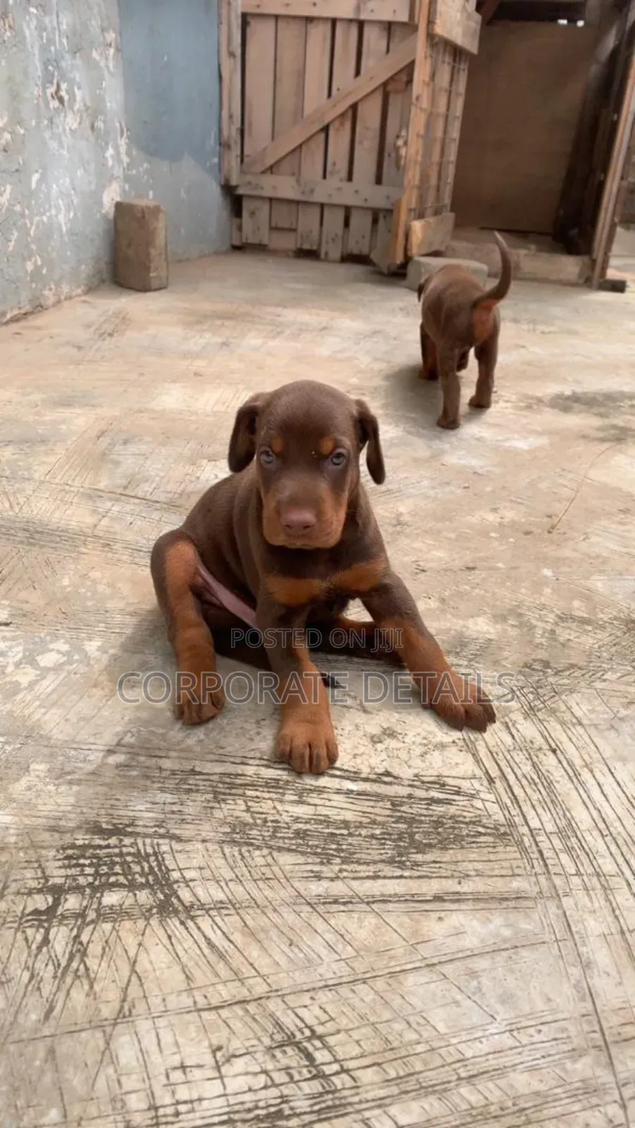 1-3 months Male Purebred Doberman Pinscher