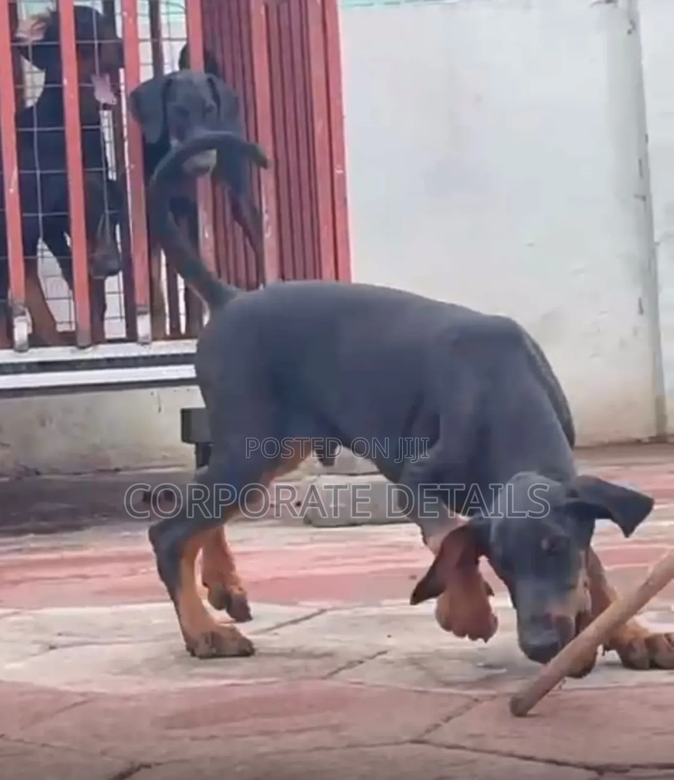 3-6 months Male Purebred Doberman Pinscher