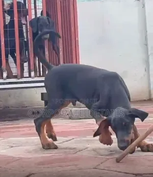 3-6 months Male Purebred Doberman Pinscher