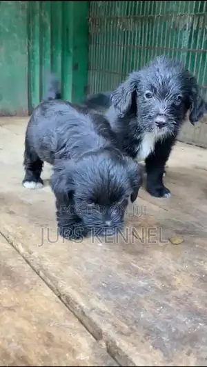 1-3 months Male Purebred Poodle