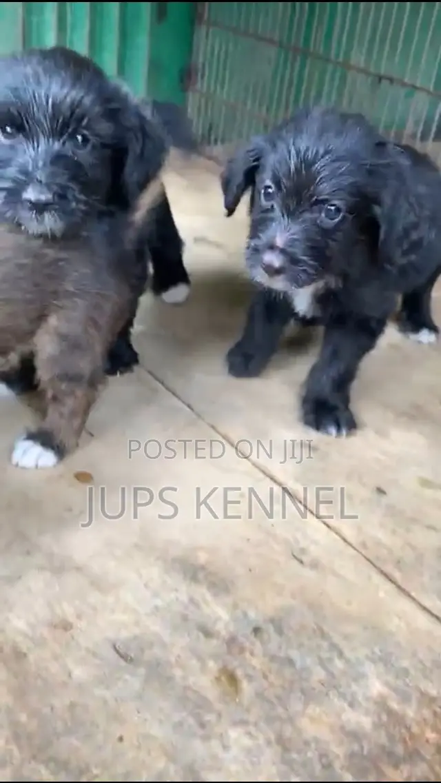 1-3 months Male Purebred Poodle