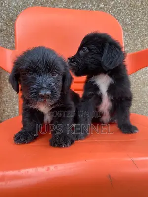 1-3 months Male Purebred Poodle