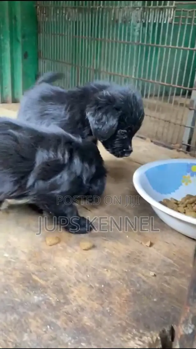 1-3 months Male Purebred Poodle