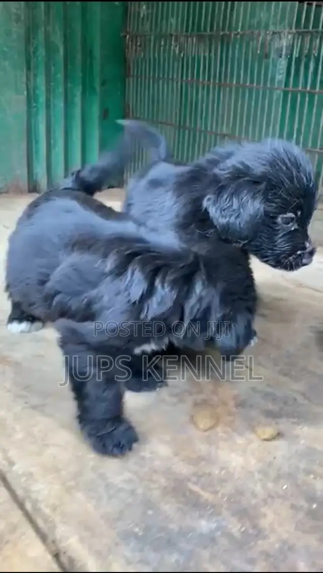 1-3 months Male Purebred Poodle