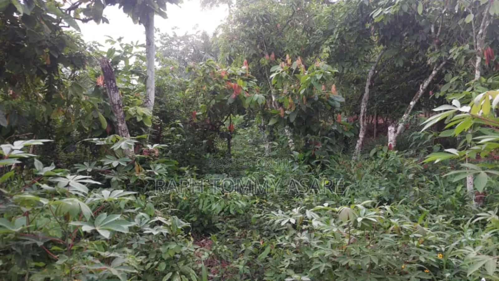 Farmland for Sale at Adeiso Bawjiase Road