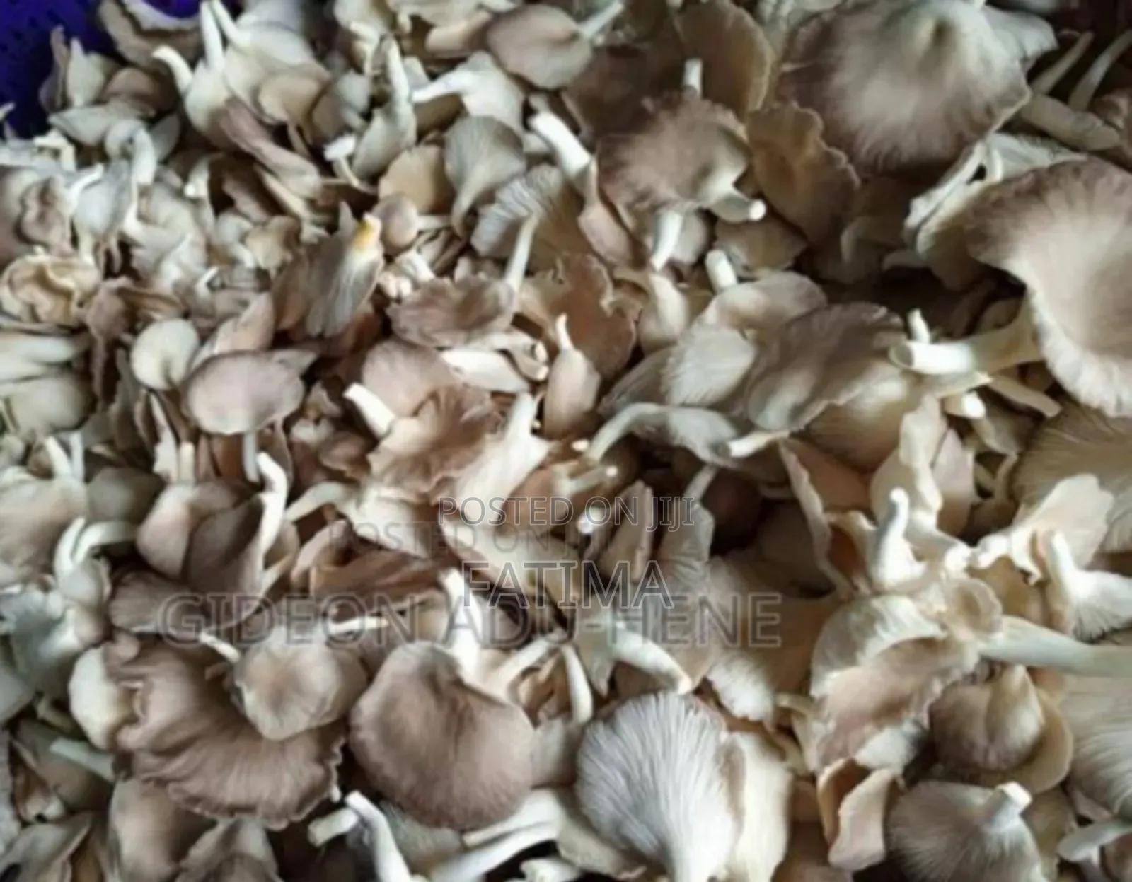 Fresh Oyster Mushrooms