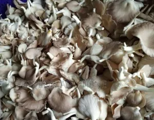 Fresh Oyster Mushrooms