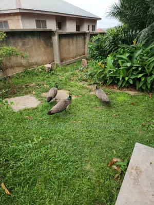 Photo - Peacocks and Osriches