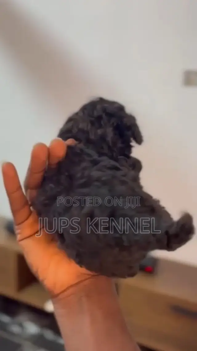 1-3 months Female Purebred Poodle