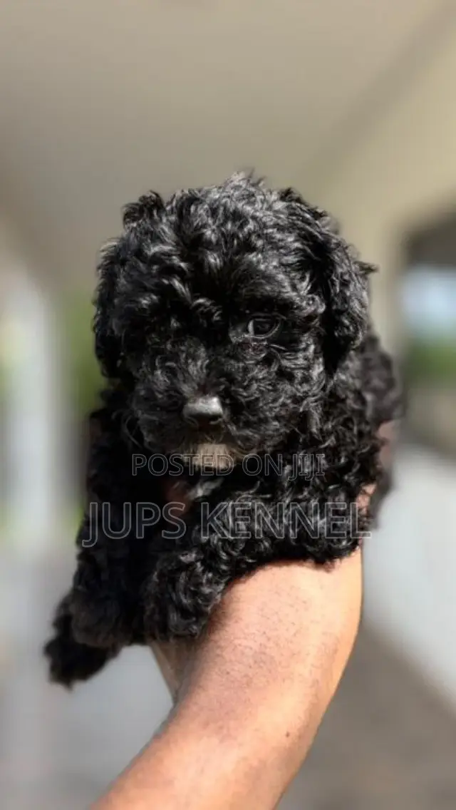 1-3 months Female Purebred Poodle