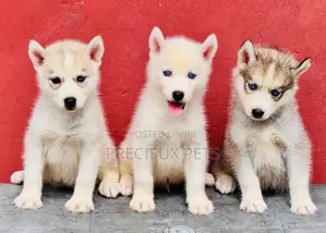 1-3 months Male Purebred Siberian Husky