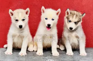 1-3 months Male Purebred Siberian Husky