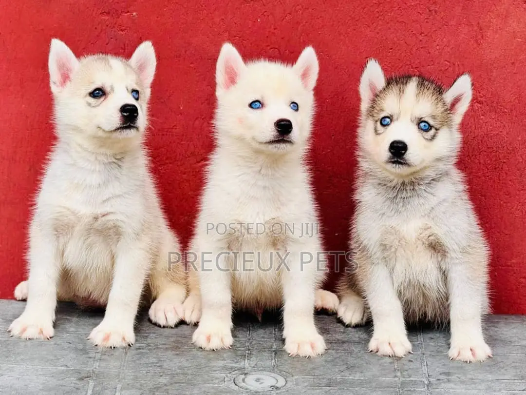 1-3 months Male Purebred Siberian Husky