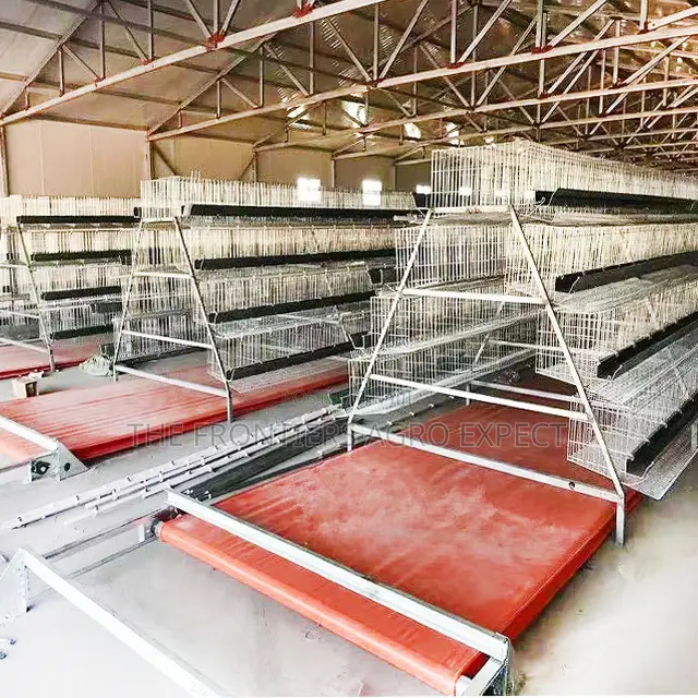 Commercial Conveyor Battery Cage (960 Birds Capacity)