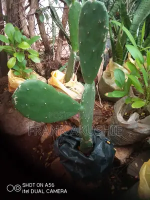 Oil Palm, Moringa , Dandelion, Soursop, Aloe Vera.