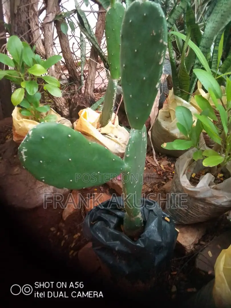 Oil Palm, Moringa , Dandelion, Soursop, Aloe Vera.