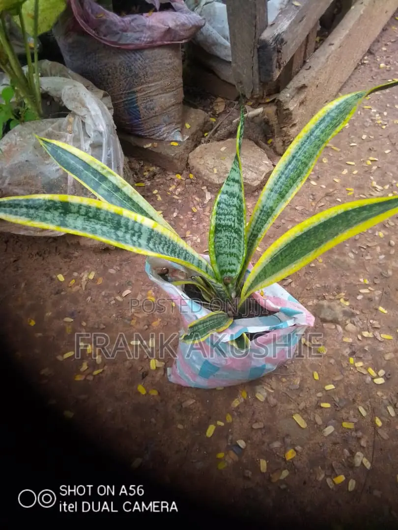 Oil Palm, Moringa , Dandelion, Soursop, Aloe Vera.